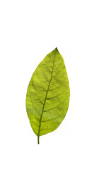 Details of a fresh avocado (Persea americana) leaf isolated on white background.