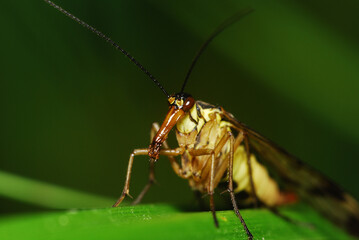 Scorpionfly - Panorpa communis in nature
