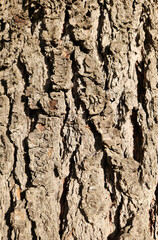 Trunk surface texture of an old Lebanon cedar (Cedrus libani) 