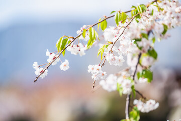 Close up of white blooming sakura branch, beautiful cherry flowers blooming on sunny day, blooming cherry tree in spring garden, landscape and wallpaper background, selective focus