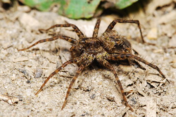 Female of wolf spider with newborn offspring on her abdomen