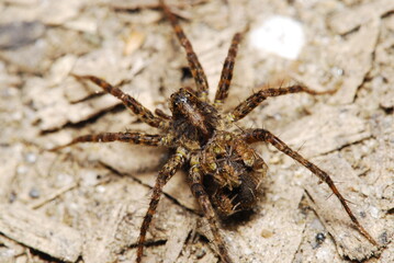 Female of wolf spider with newborn offspring on her abdomen
