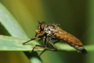 Macro capture of a robber fly with prey