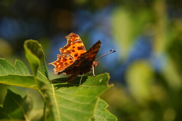 Butterfly on a green leaf