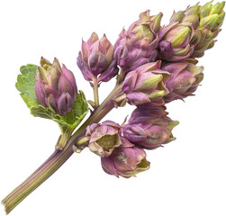 Fototapeta premium Close-up of a blooming purple flower bud with green leaves.