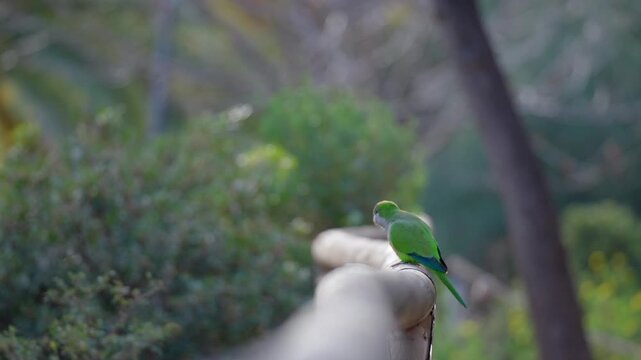 Monk Parakeets Flying Away from Railing