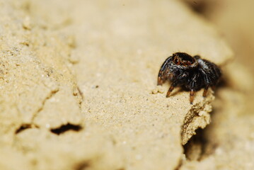  spider on the sand