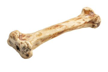 Fototapeta premium High-resolution image of a single bone against a transparent background. ideal for medical, educational, or pet-related projects and materials.