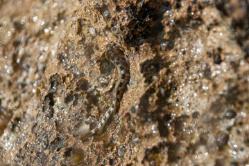 A Kirk's blenny nestled amongst rocks in a shallow water environment.