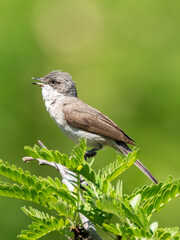 Lesser whitethroat