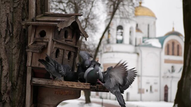 Winter, Chernihiv city park. Pigeons fighting over food on a birdfeeder, with an ancient orthodox cathedral in the background.
