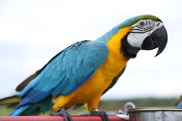 Close-Up Of Parrot Perching On Branch