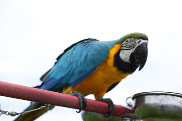 Obraz premium Close-Up Of Parrot Perching On Branch