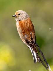 Common linnet