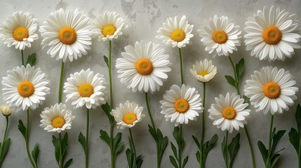 Obraz premium A row of white daisies are arranged in a line on a white background. The flowers are all facing the same direction, creating a sense of unity and harmony