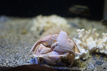 美しい海に生息するカラッパという名前の蟹