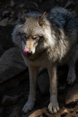 Lone grey wolf in the warm sun licks his snout.