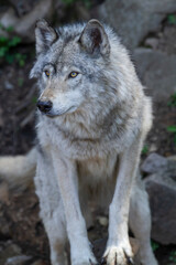 Lone grey wolf stares off into the forest.