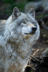 Lone grey wolf stares off into the forest.