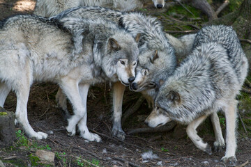 A pack of grey wolves play together in the forest.