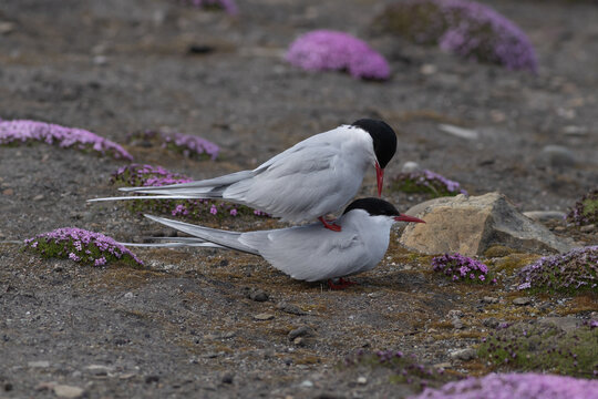 maiting terns