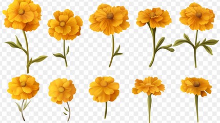 a stunning arrangement of yellow marigold flowers set against a clear backdrop