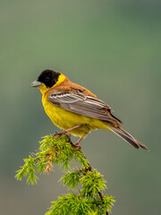 Black-headed Bunting