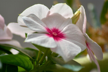 Fototapeta premium Close-Up of a White Madagascar Periwinkle Flower with Red Center and Blurred Background