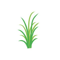 Green spring grass. Isolated on white background. Vector illustration.