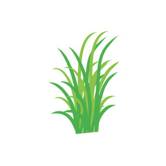 Green spring grass. Isolated on white background. Vector illustration.