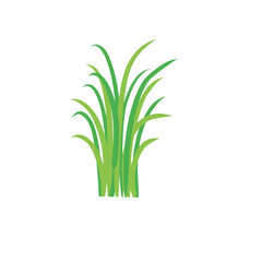 Green spring grass. Isolated on white background. Vector illustration.