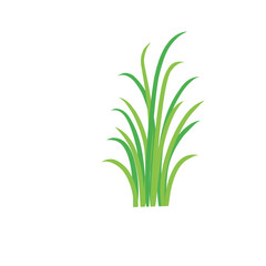 Green spring grass. Isolated on white background. Vector illustration.