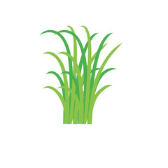 Green spring grass. Isolated on white background. Vector illustration.