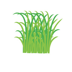 Green spring grass. Isolated on white background. Vector illustration.