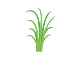Green spring grass. Isolated on white background. Vector illustration.