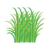 Green spring grass. Isolated on white background. Vector illustration.