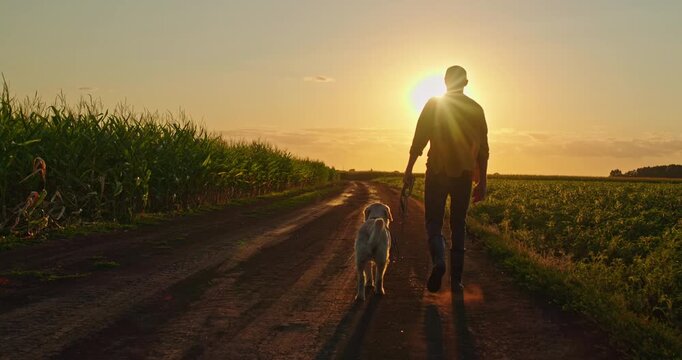 Silhouette of a male farmer walking along a country road through fields with his Golden Retriever dog, creating a serene rural scene.