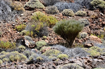 Scenic view of volcanic rock formations in desert during sunny day, Teide National Park, Tenerife