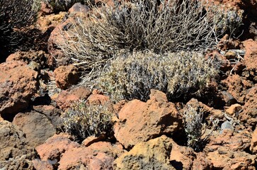 Scenic view of volcanic rock formations in desert during sunny day, Teide National Park, Tenerife
