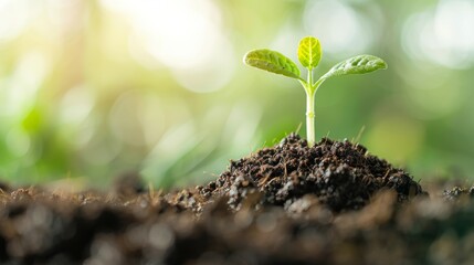 Fototapeta premium A vibrant green seedling emerging from rich soil, symbolizing growth, renewal, and the beauty of nature in its early stages.