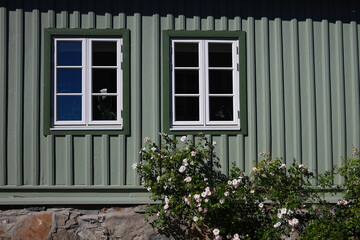 Green wooden house wall with windows and white rosebush