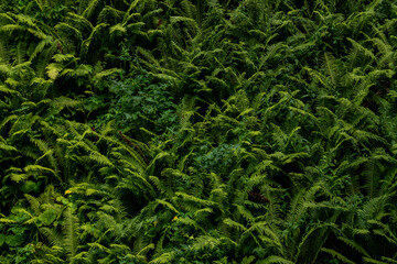Fern thickets in the forest, grass background