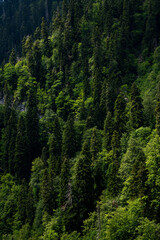 Coniferous forest in the mountains