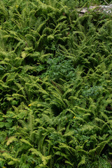 Fern thickets in the forest, grass background