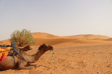 laying dromedarys in the desert