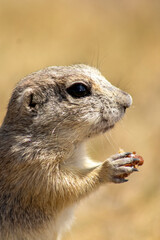 The image shows a small squirrel sitting on the grass and eating. The squirrel is holding food with its front paws, while the background is blurred, showcasing the grass and natural surroundings.