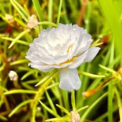 Fototapeta premium white and yellow flower