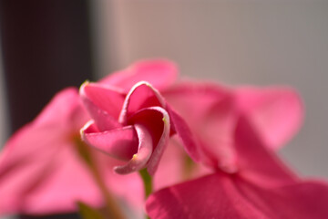 Macro Shot of a Radiant Red Geranium Flower