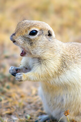 Naklejka premium The image shows a small squirrel sitting on the grass and eating. The squirrel is holding food with its front paws, while the background is blurred, showcasing the grass and natural surroundings.
