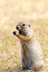 The image depicts a small, light brown rodent, likely a ground squirrel, sitting on grass and eating something with its front paws. The background is blurred, focusing on the animal.
